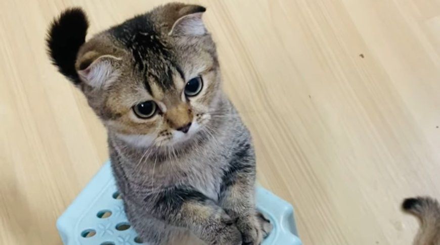 Content section image